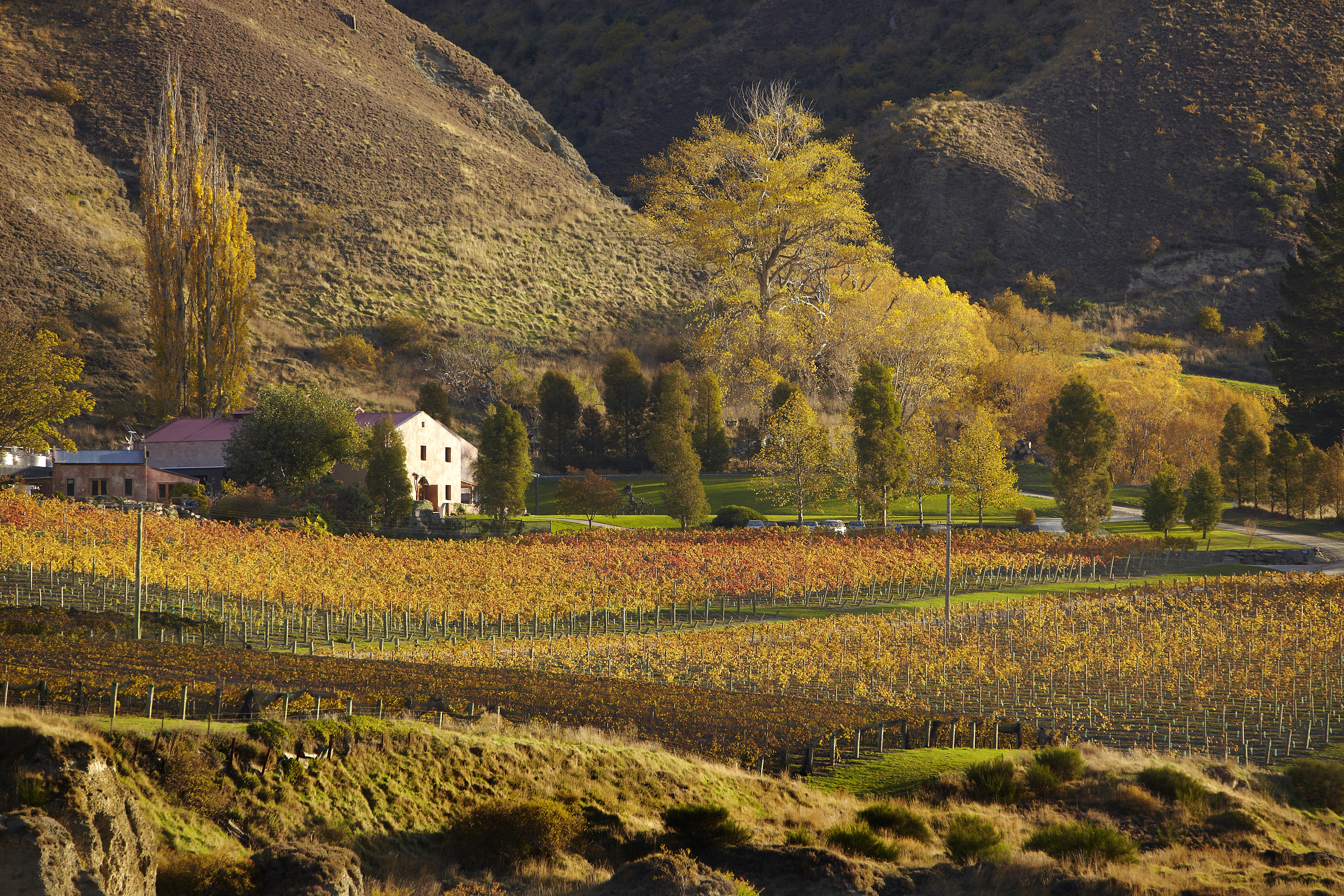 A Queenstown vineyard with autumn foliage, farmhouse, and rolling hills under a clear sky.
