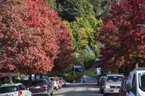Street view with varying color tree leaves
